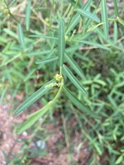 Microstachys chamaelea