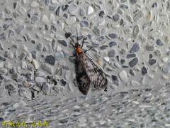 Neochauliodes formosanus