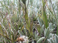 Castilleja cryptantha