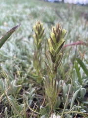 Castilleja cryptantha