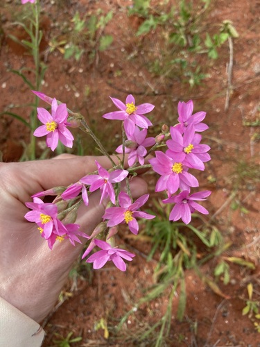 Image of Pink Everlasting (Schoenia cassiniana) by (c) Thomas Mesaglio, some rights reserved (CC BY)