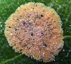 Cephaleuros virescens