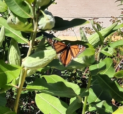 Danaus plexippus