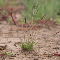 Tripogonella loliiformis