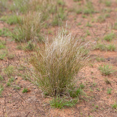 Aristida contorta