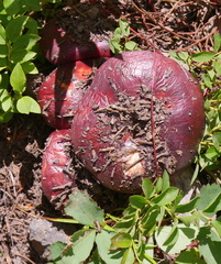 Boletus rubriceps