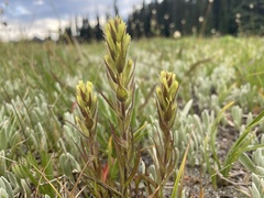 Castilleja cryptantha