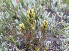 Castilleja cryptantha