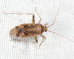 Phytocoris erectus