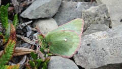 Colias nastes