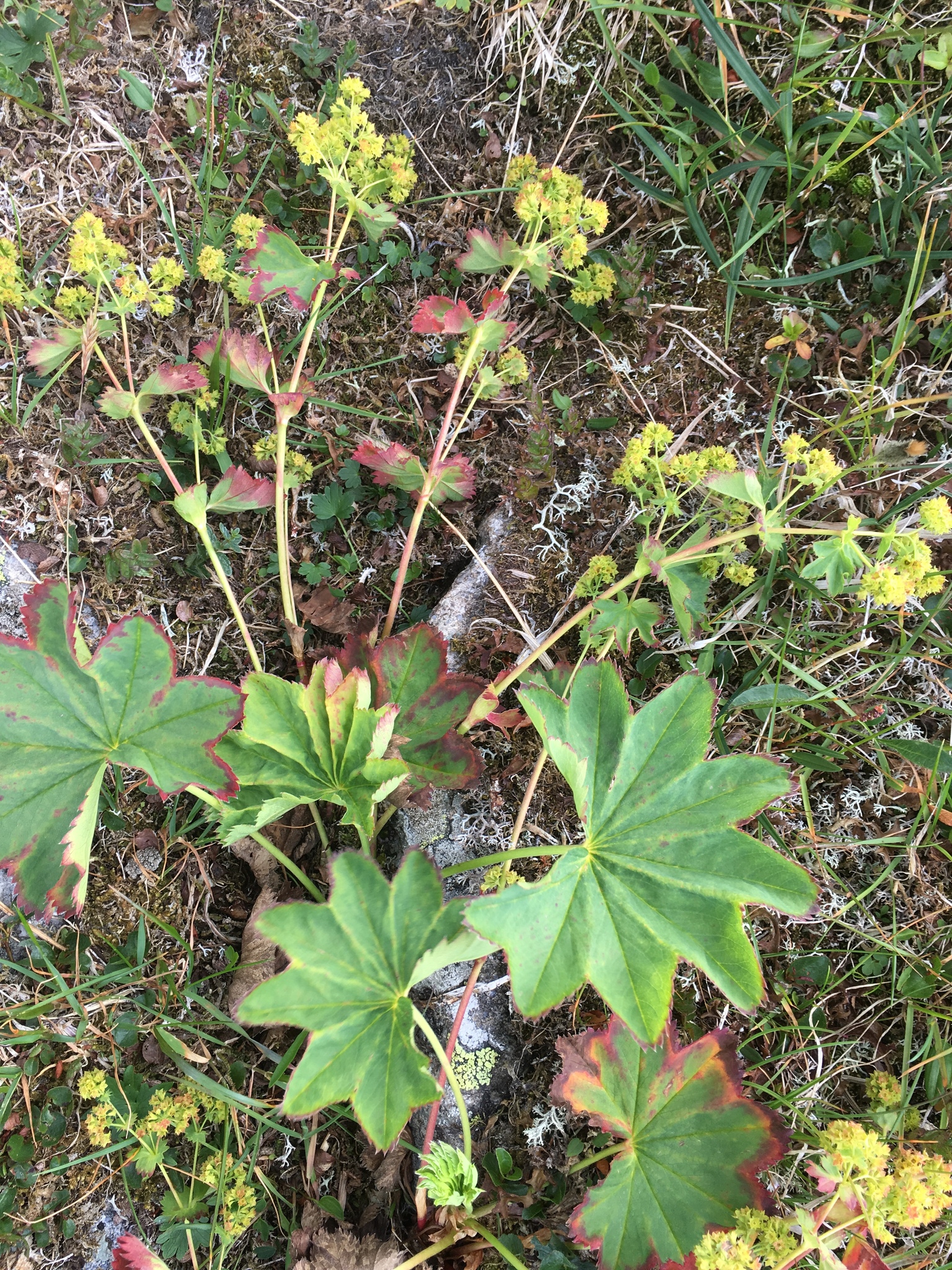 Alchemilla glomerulans