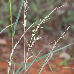 Monachather paradoxus