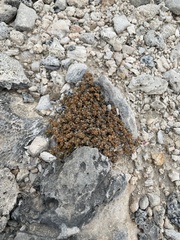 Lithophila muscoides