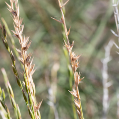 Monachather paradoxus