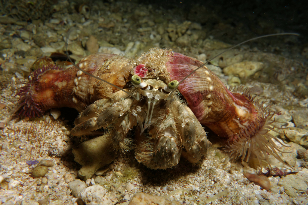 Hermit Crab Anemone
