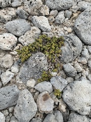 Lithophila muscoides