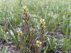 Castilleja cryptantha