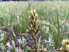 Castilleja cryptantha