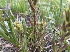 Castilleja cryptantha