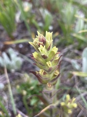 Castilleja cryptantha