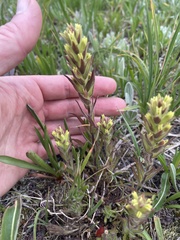 Castilleja cryptantha