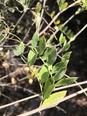 Lathyrus vestitus alefeldii