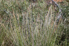 Monachather paradoxus