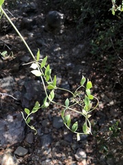 Lathyrus vestitus alefeldii
