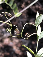 Lathyrus vestitus alefeldii