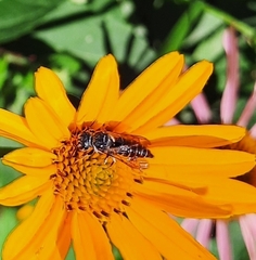 Coelioxys modestus