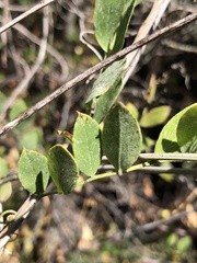 Lathyrus vestitus alefeldii