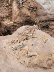 Orgyia pseudotsugata