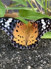 Argynnis hyperbius
