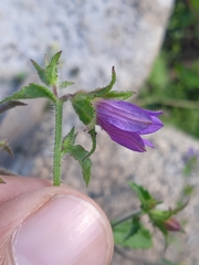 Campanula pallida