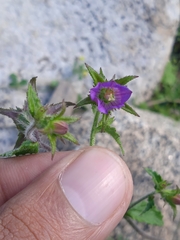 Campanula pallida