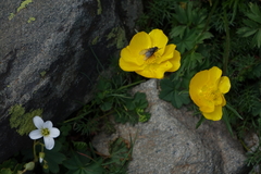 Ranunculus breyninus