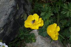 Ranunculus breyninus