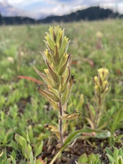 Castilleja cryptantha