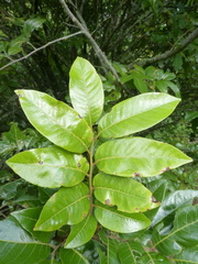 Alectryon excelsus grandis