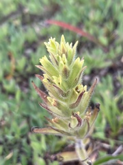 Castilleja cryptantha