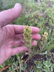 Castilleja cryptantha