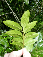 Alectryon excelsus grandis