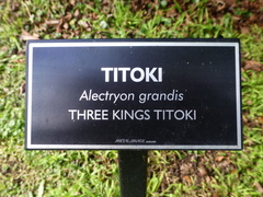 Alectryon excelsus grandis