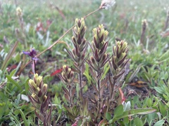 Castilleja cryptantha