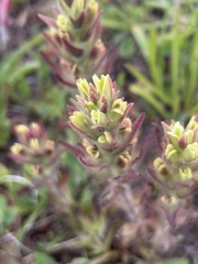 Castilleja cryptantha