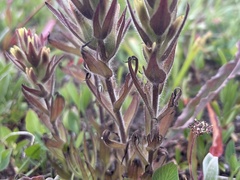 Castilleja cryptantha