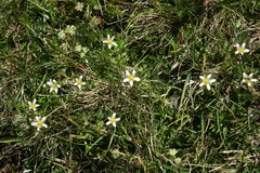 Pseudocherleria aizoides