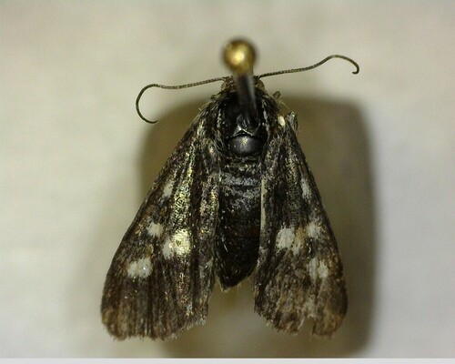 iNaturalist observation photo of Small Heliothodes Moth