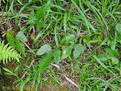 Vitis kelungensis