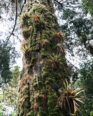 Tillandsia violacea